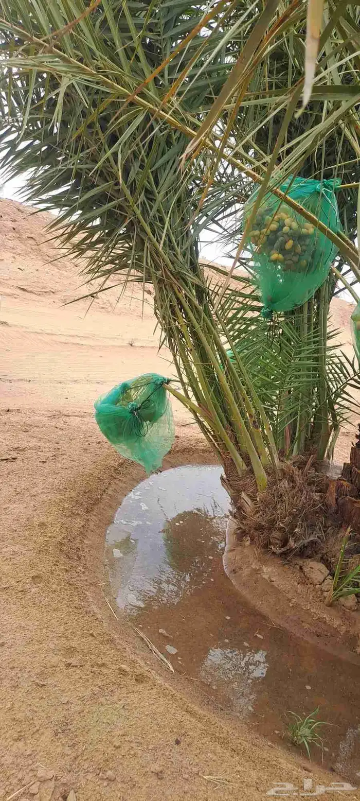 متوفر فراخه مثمرة للبيع جميع الأنواع التوصيل يشمل جميع أنحاء 1