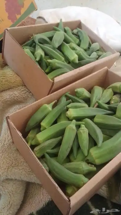 للبيع عنب وبامية وبصل حق مزارع طازج العنب كرتون صفير 0