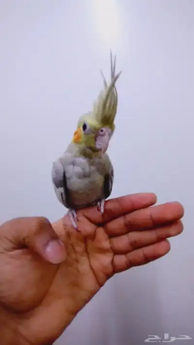 كروان اليف جدا للبيع 1