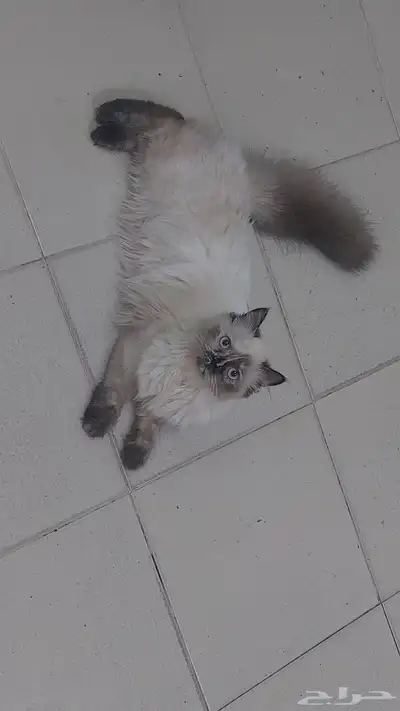 قطط هملايا(سيامي) للتبني 1