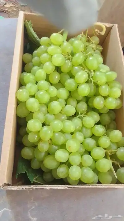 للبيع عنب وبامية وبصل حق مزارع طازج العنب كرتون صفير 3