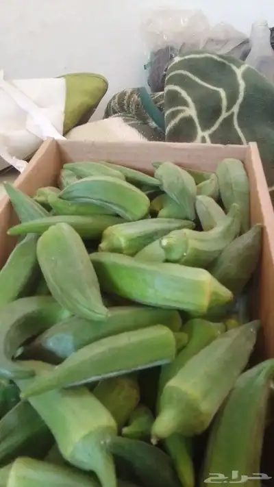 للبيع عنب وبامية وبصل حق مزارع طازج العنب كرتون صفير 1