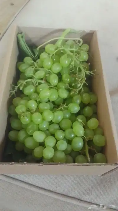 للبيع عنب وبامية وبصل حق مزارع طازج العنب كرتون صفير 4
