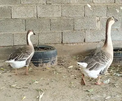 جوز وز عراقي اصيل الكوبرا للبيع 0