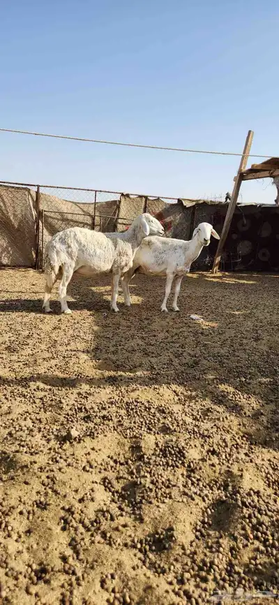 شياه دفيع للبيع 3