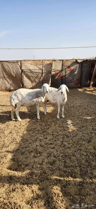 شياه دفيع للبيع 1