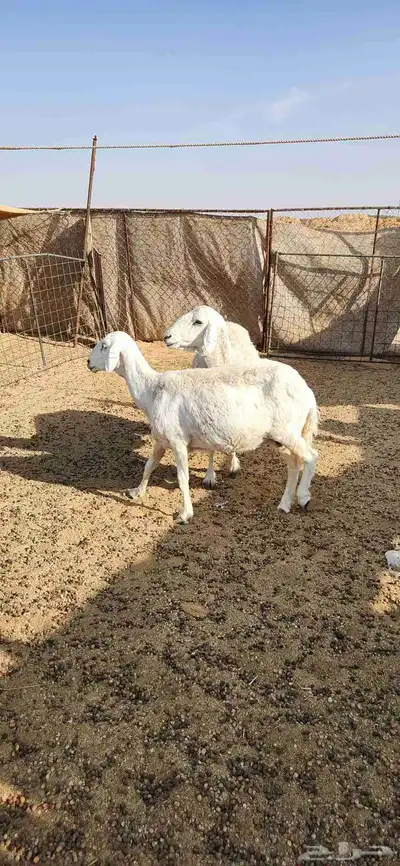 شياه دفيع للبيع 0