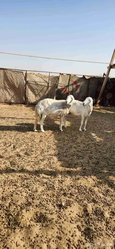 شياه دفيع للبيع 2