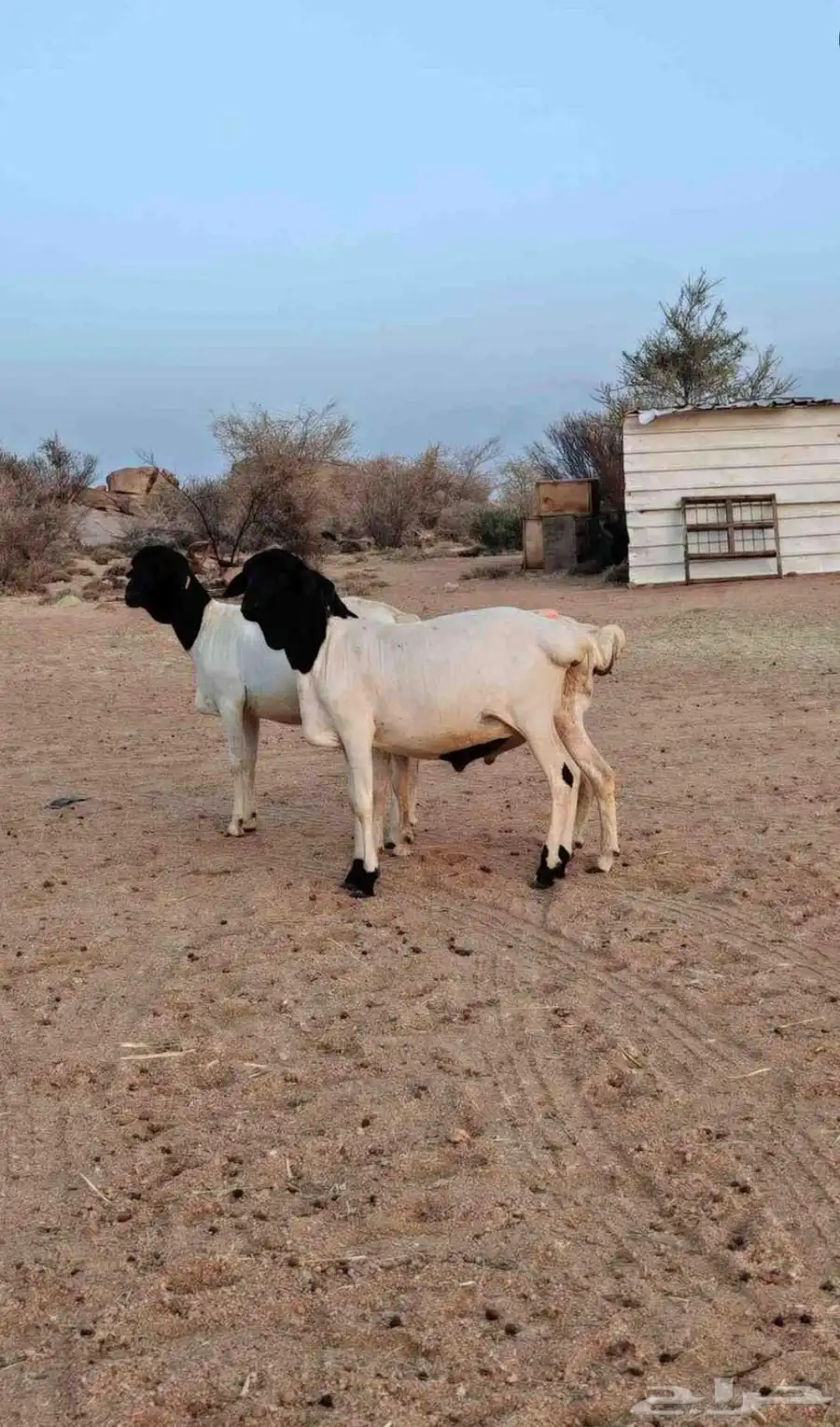 طليان بربري جذعان نظييفه 0