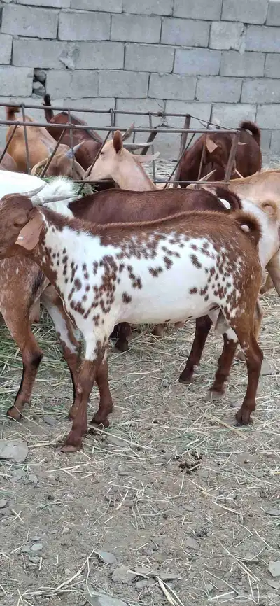 تيوس دهم جنوبيه وخرفان سواكني مرابي اكثر من 5 اشهر 2