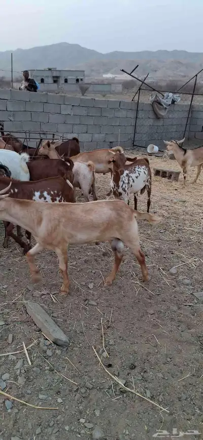 تيوس دهم جنوبيه وخرفان سواكني مرابي اكثر من 5 اشهر 1