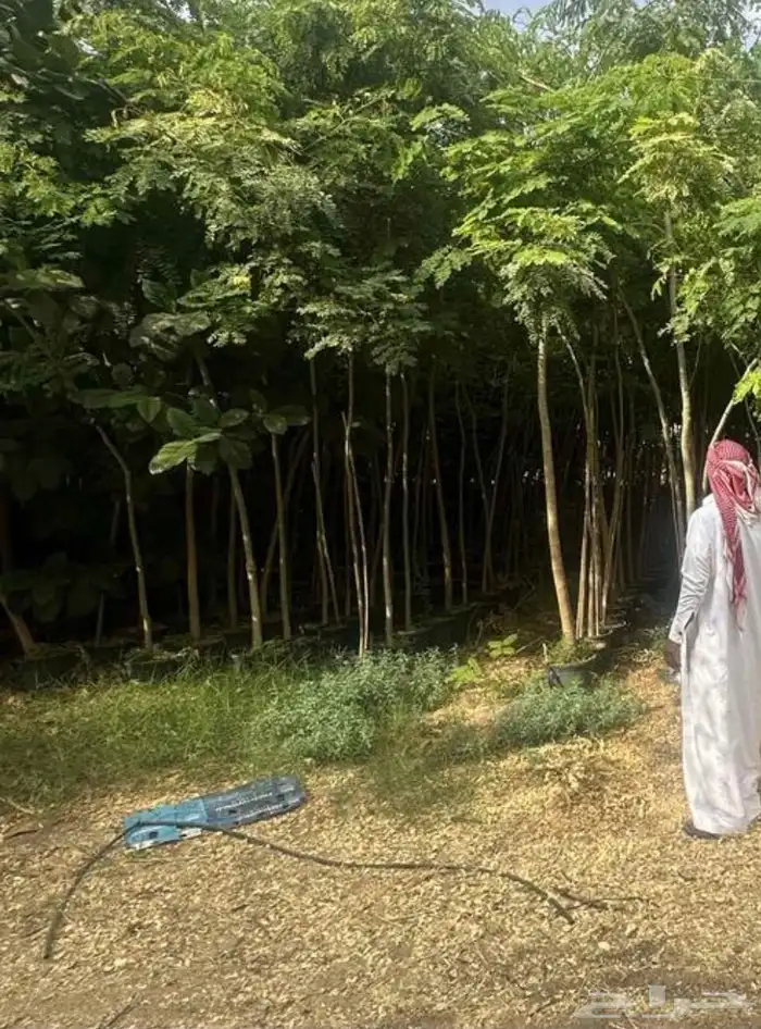 اشجار ترمناليا 2