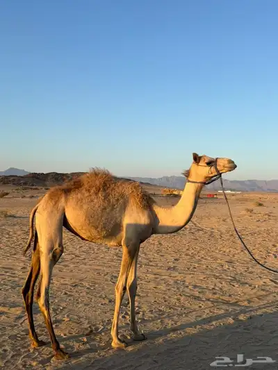 للبيع بكره. وقعود. البكره سلاله سودنيه القعود حر 1