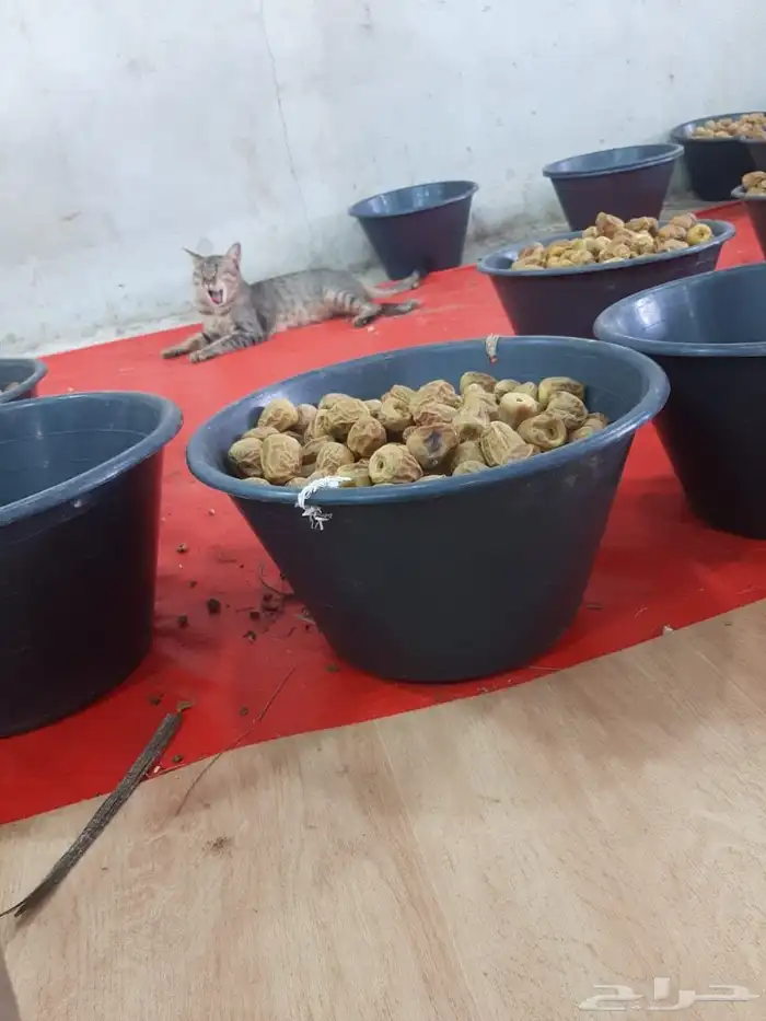 يوجد عماله خبره اكثر من 8سنوات خراف (خراف) 1