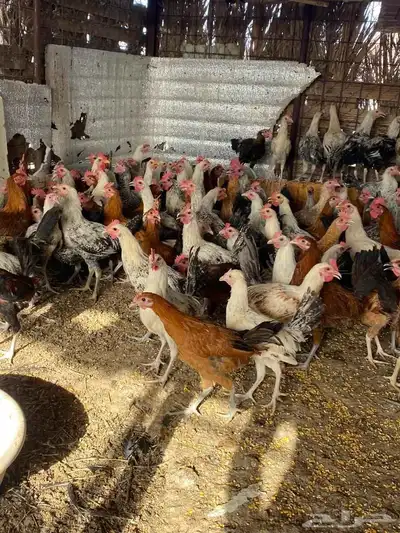 ديوك بلدي 1