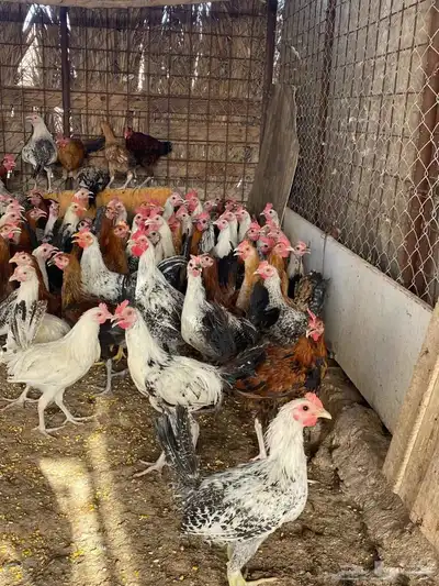 ديوك بلدي 4