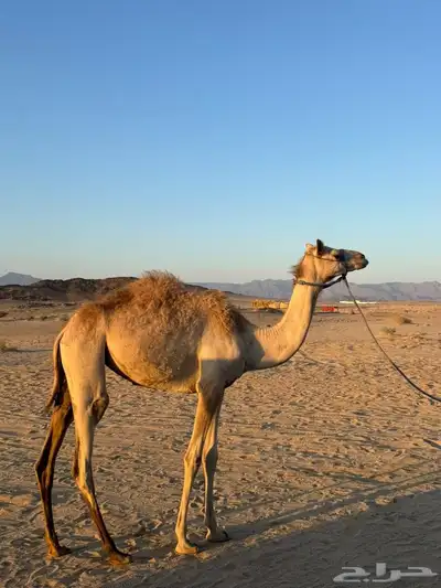 للبيع بكره. وقعود. البكره سلاله سودنيه القعود حر 0