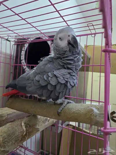 جوز كاسكو منتج 1