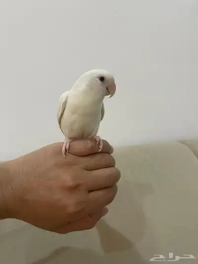 ببغاء روز أليف وهدد داخلي وخارجي 0