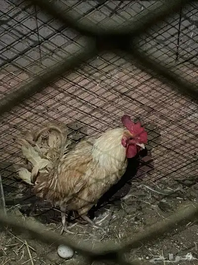 دجاج ابيض العدد 5 معا ديكها العدد كامل 6 1