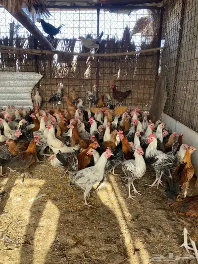 ديوك بلدي 3