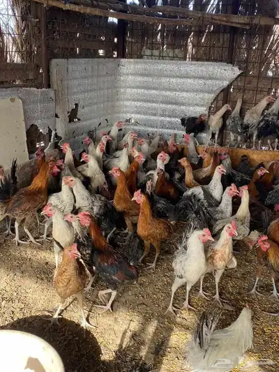 ديوك بلدي 7