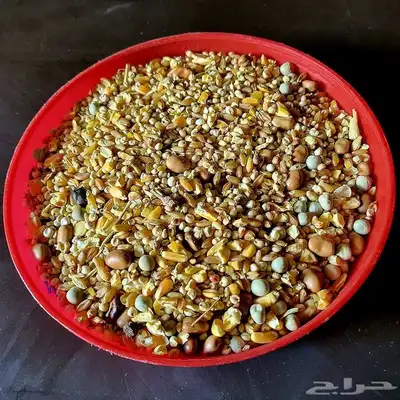 مشكل حمام علف الكيلو بريالين 0