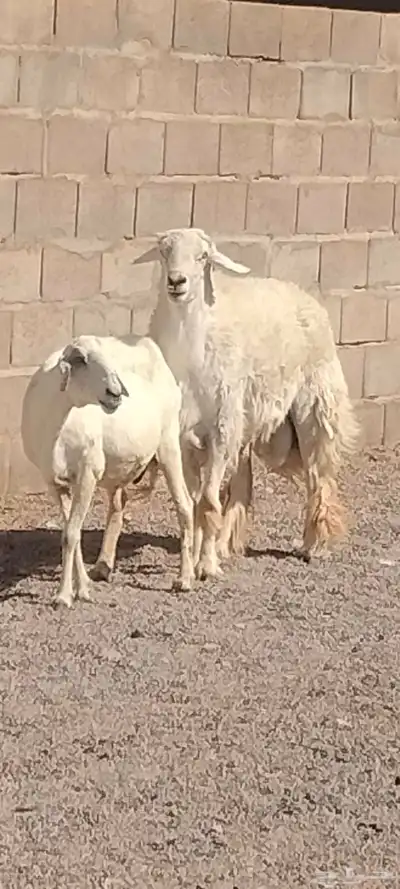 فحل حري مشروط النسف والقريع السن رباع 3