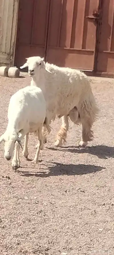 فحل حري مشروط النسف والقريع السن رباع 2