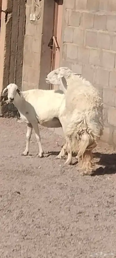 فحل حري مشروط النسف والقريع السن رباع 1