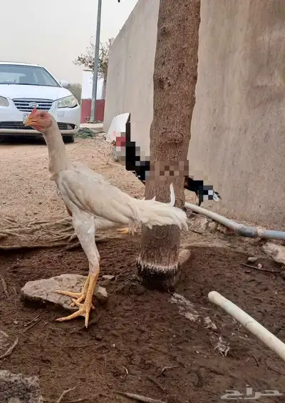 دجاج باكستاني 1