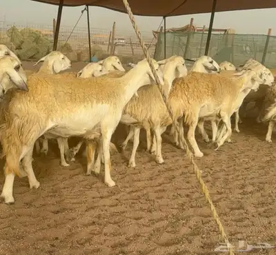 غنم حريات دفيع 5