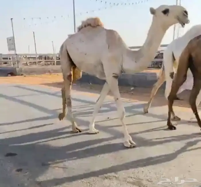 قعود حق سهيل لقي اشقح باتلي ابوه بعيرالجافلي 1
