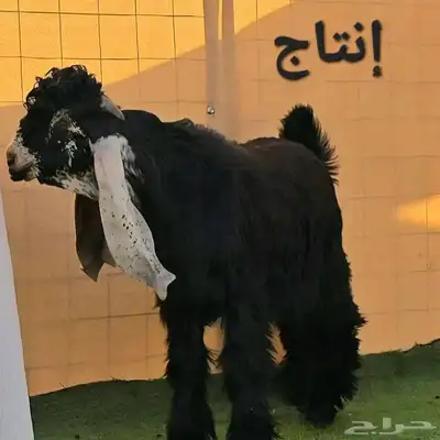 مشاريع وجفار عوارض صنف نوادر 4