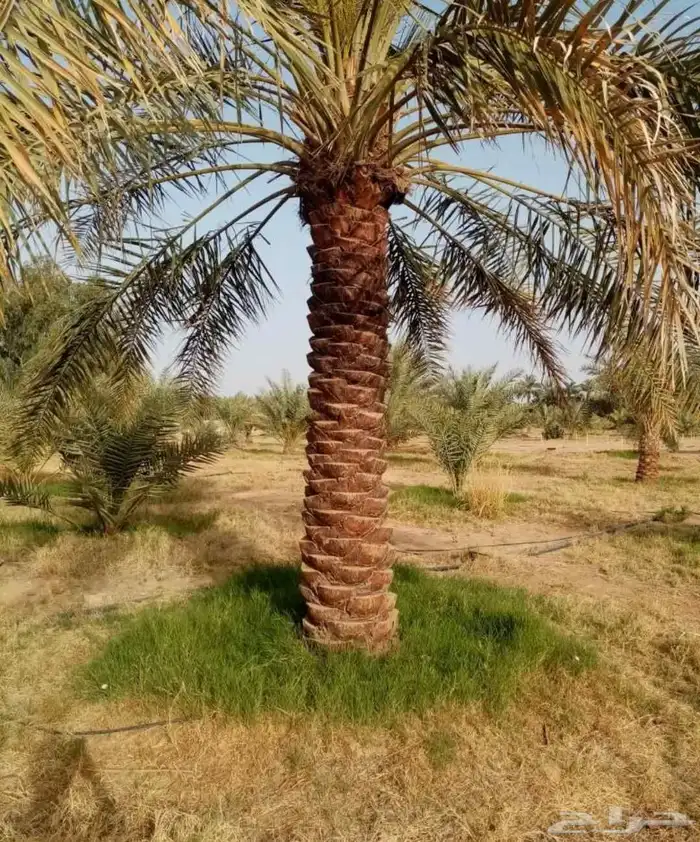 نخل مثمر للبيع عجوه سكري خضري صفري منيفي نخيل روتانا متكومي 4