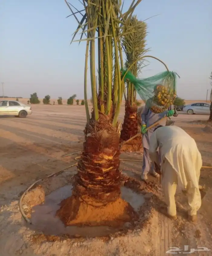 نخل مثمر للبيع عجوه سكري خضري صفري منيفي نخيل روتانا متكومي 6