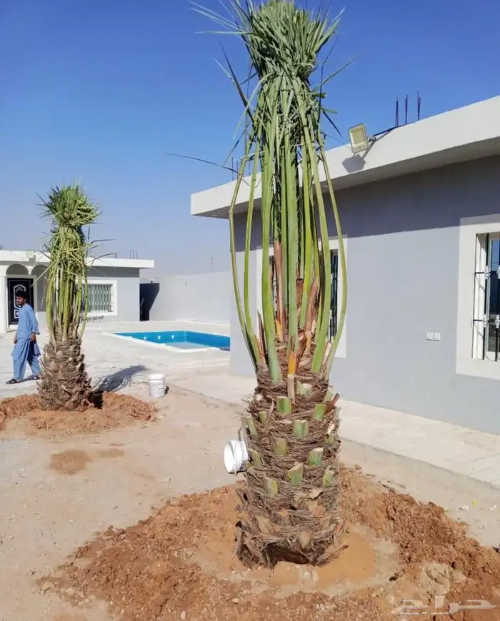نخل مثمر للبيع عجوه سكري خضري صفري منيفي نخيل روتانا متكومي 0