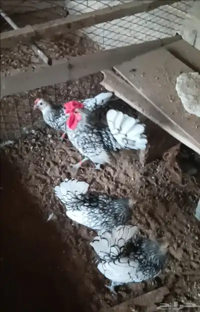 دجاج سبرايت شبابي 1