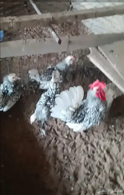 دجاج سبرايت شبابي 2