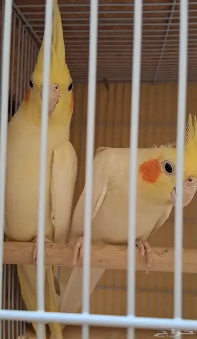 جوز كروان منتج واحتمال يبيض 5