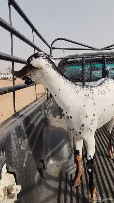 جفرة بيشية فاخرة 3
