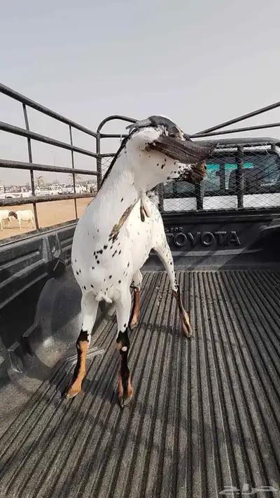 جفرة بيشية فاخرة 2
