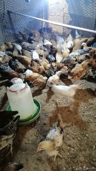 صوص130بلدي وفيومي للبيع 3