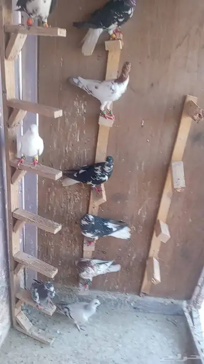 حمام شامي كش 0