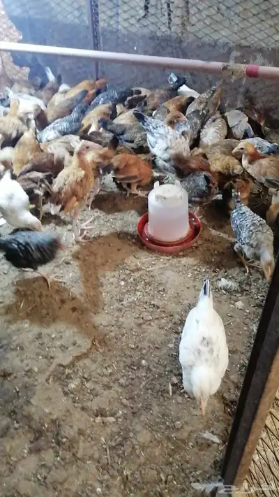 صوص130بلدي وفيومي للبيع 4
