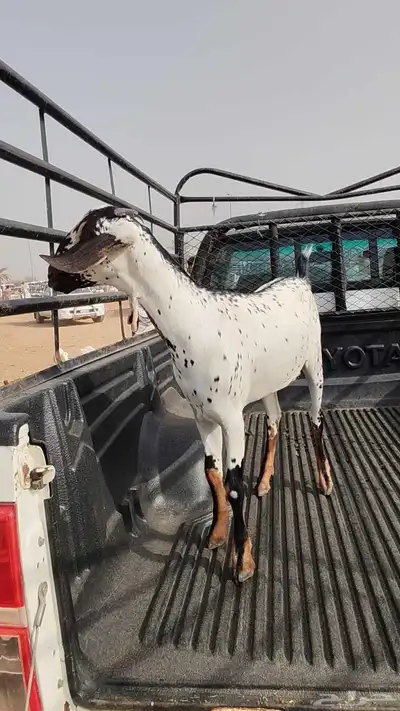 جفرة بيشية فاخرة 4