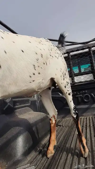 جفرة بيشية فاخرة 7