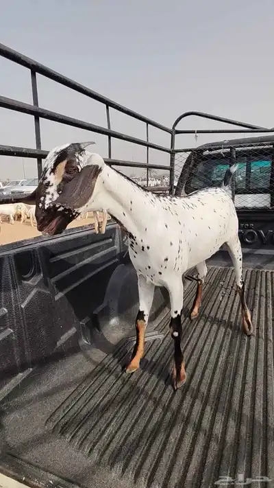 جفرة بيشية فاخرة 1
