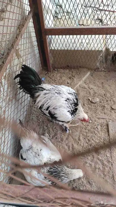 زوج فروخ براهما العمر 7 شهور 0