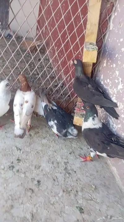 حمام شامي كش 8